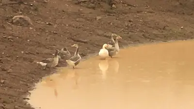 Animales en el camping resort o alrededores