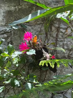 Jardín al aire libre en Hotel Magnolia cuetzalan