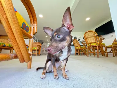 Mascotas con sus dueños en HominngBird Acapulco