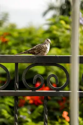 Animales en el hotel o alrededores