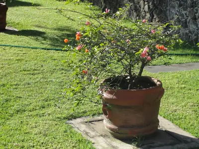 Jardín al aire libre en Las Casitas Tepoztlán