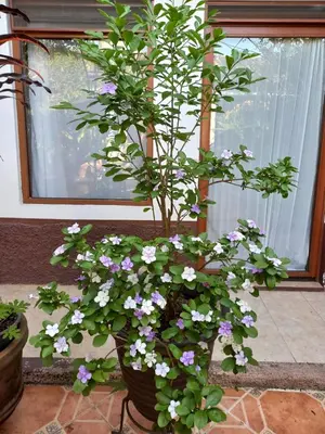 Jardín al aire libre en Posada Galeria Alberto Sedas