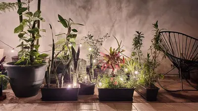 Jardín al aire libre en Hostal Base Camp México