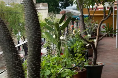 Jardín al aire libre en Hotel Boutique Casa Catrina