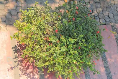 Jardín al aire libre en Hotel Avenida