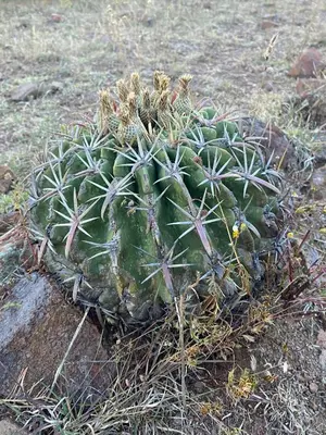 Jardín al aire libre en Casa Elim-Oaxaca