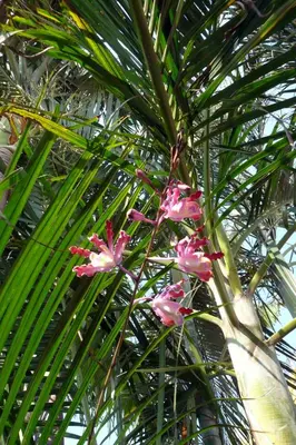 Jardín al aire libre en Casa De La Luz - Guesthouse