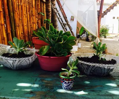 Jardín al aire libre en La Máxima & LGBT
