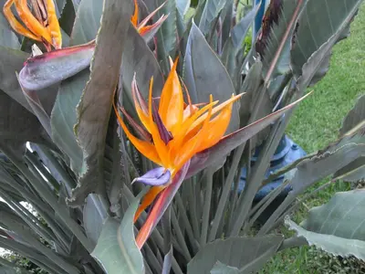 Jardín al aire libre en Hotel Playa Cristal