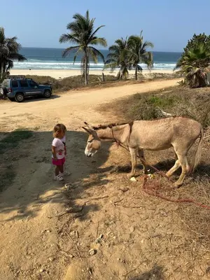Animales en el bed & breakfast o alrededores