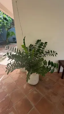 Jardín al aire libre en Casa Sixta a 7min del aeropuerto internacional PMX y 2 cuadras terminal autob ADO