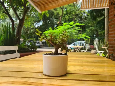 Jardín al aire libre en Sisao Hotel-Café