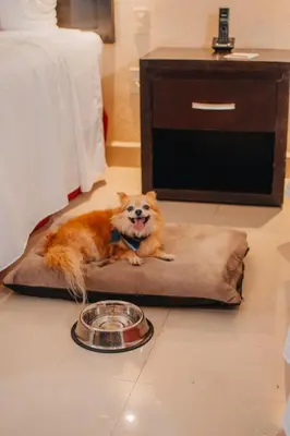 Mascotas con sus dueños en Eco City Hoteles