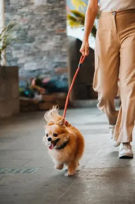 Mascotas con sus dueños en Eco City Hoteles