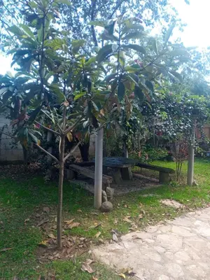 Jardín al aire libre en La casa de las flores