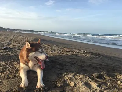 Mascotas con sus dueños en COCO HOUSE CHACHALACAS