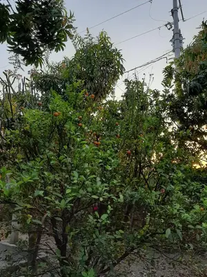 Jardín al aire libre en Casa Vista Hermosa