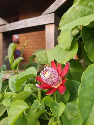 Jardín al aire libre en Huayápam Yù'ú Lodge