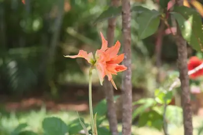 Jardín al aire libre en Lush Garden House near beaches with private pool.