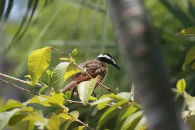 Animales en la casa o chalet o alrededores