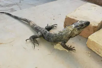 Animales en la casa o chalet o alrededores