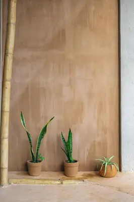 Plano de Bambú Corner - Casa Consciente
