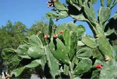 Jardín al aire libre en Bungalow en Brisas