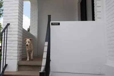 Mascotas con sus dueños en Casa Naâmja